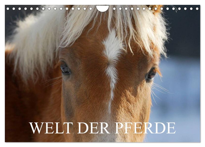 Welt der Pferde (Wandkalender 2026 DIN A4 quer) CALVENDO Monatskalender