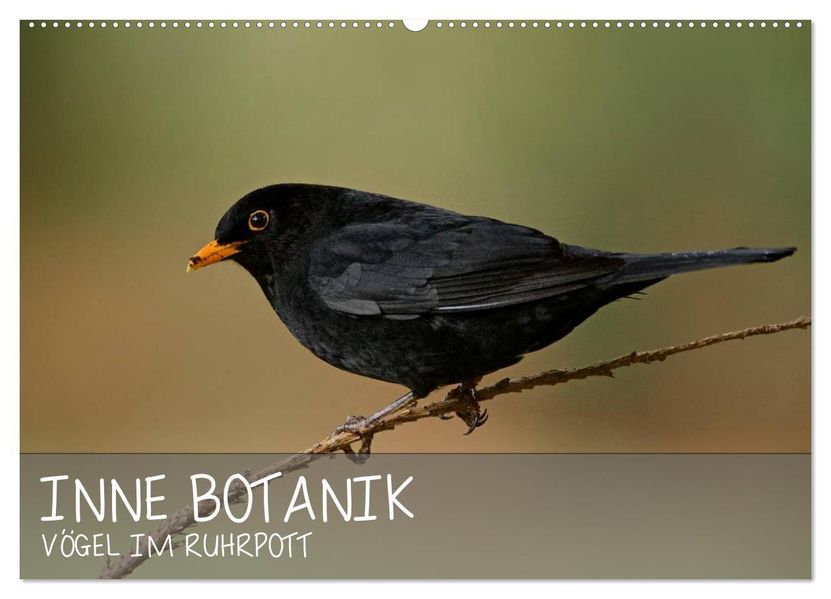 INNE BOTANIK - Vögel im Ruhrpott (Wandkalender 2026 DIN A2 quer) CALVENDO Monatskalender