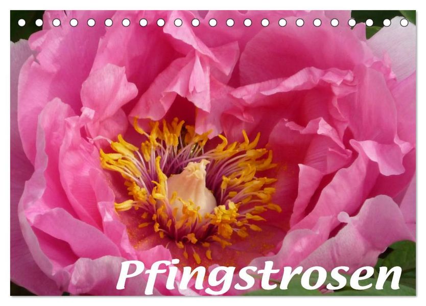 Pfingstrosen (Tischkalender 2026 DIN A5 quer) CALVENDO Monatskalender