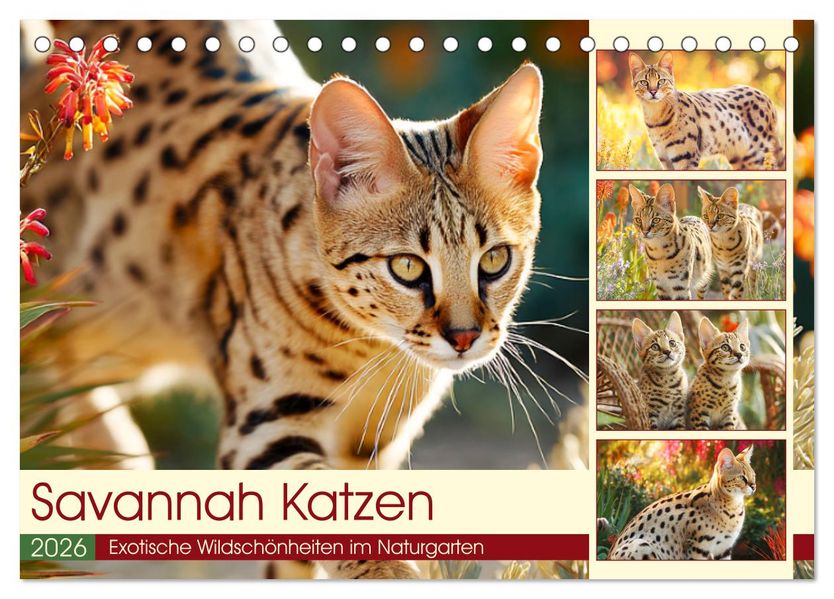 Savannah Katzen. Exotische Wildschönheiten im Naturgarten (Tischkalender 2026 DIN A5 quer) CALVENDO Monatskalender