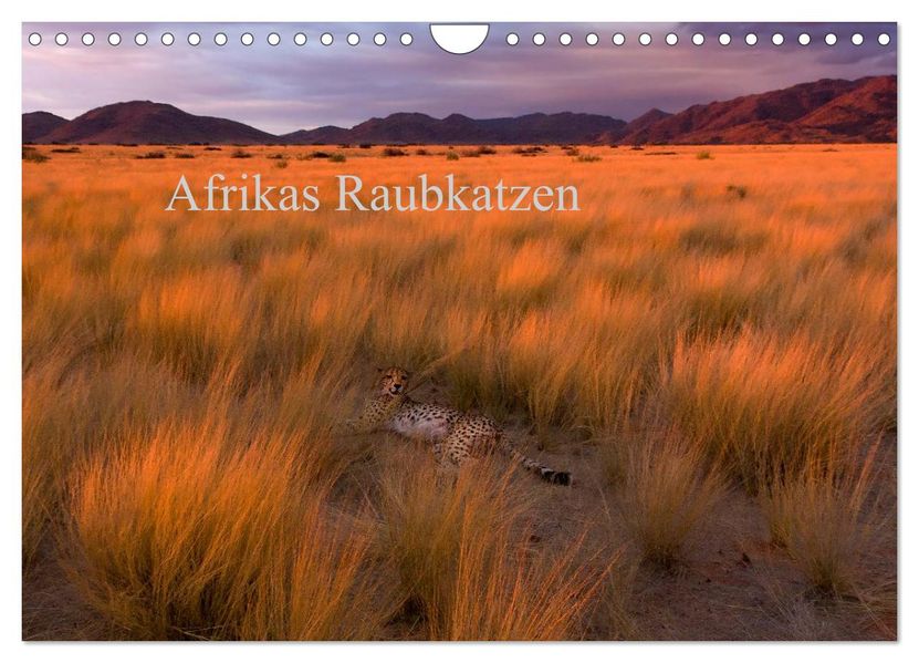 Afrikas Raubkatzen (Wandkalender 2026 DIN A4 quer) CALVENDO Monatskalender