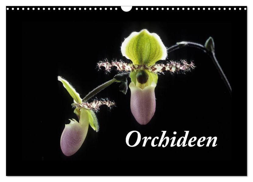 Orchideen 2026 (Wandkalender 2026 DIN A3 quer) CALVENDO Monatskalender