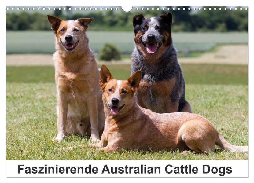 Faszinierende Australian Cattle Dogs (Wandkalender 2026 DIN A3 quer) CALVENDO Monatskalender