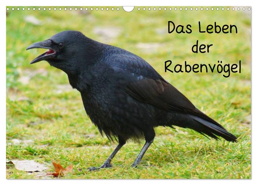 Das Leben der Rabenvögel (Wandkalender 2026 DIN A3 quer) CALVENDO Monatskalender