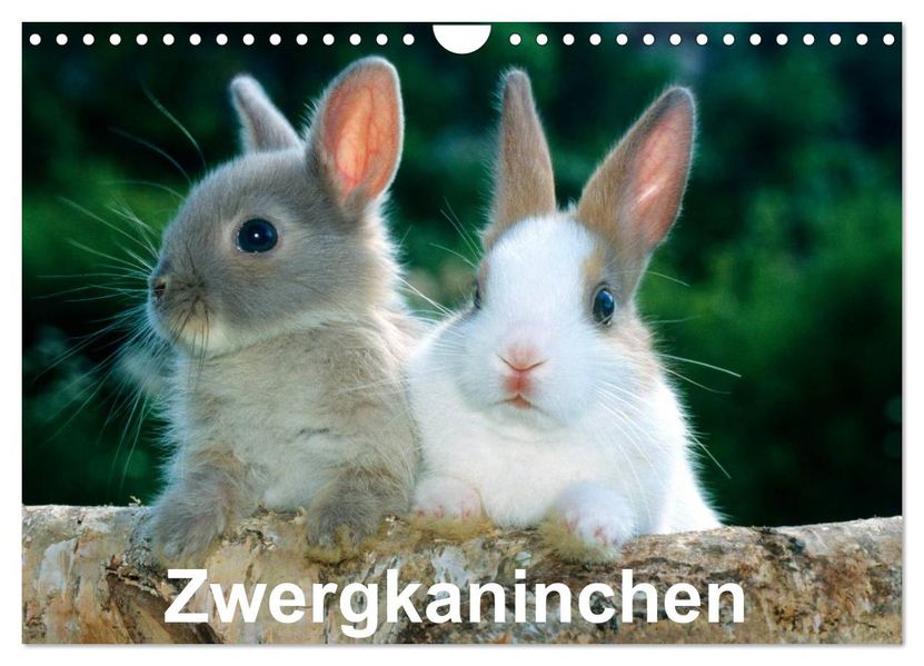 Zwergkaninchen (Wandkalender 2026 DIN A4 quer) CALVENDO Monatskalender