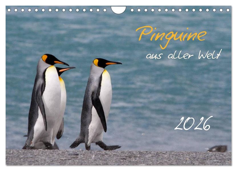 Pinguine aus aller Welt (Wandkalender 2026 DIN A4 quer) CALVENDO Monatskalender