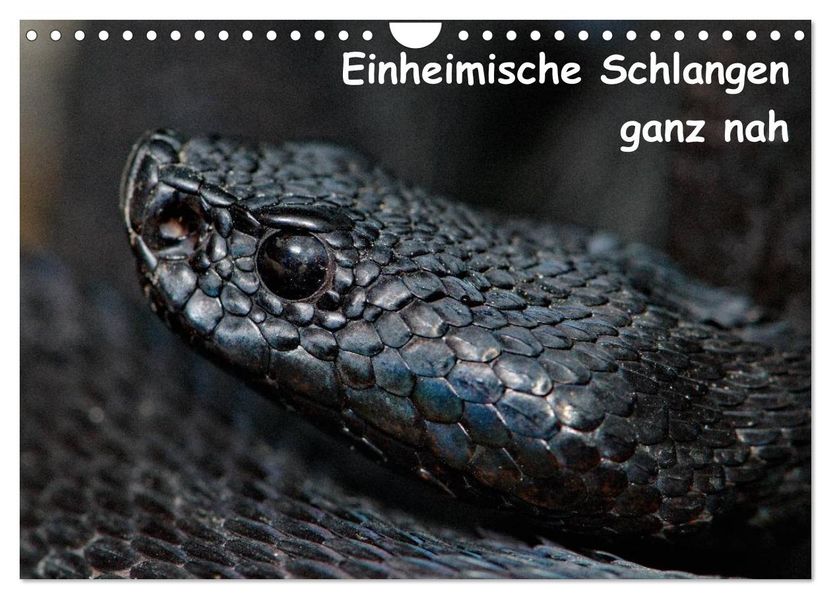 Einheimische Schlangen ganz nah (Wandkalender 2026 DIN A4 quer) CALVENDO Monatskalender