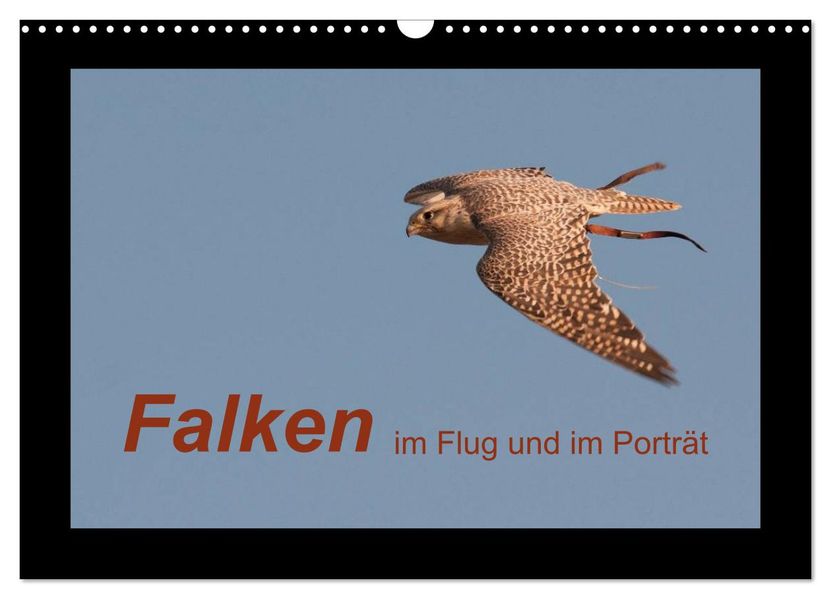 Falken im Flug und im Porträt (Wandkalender 2026 DIN A3 quer) CALVENDO Monatskalender