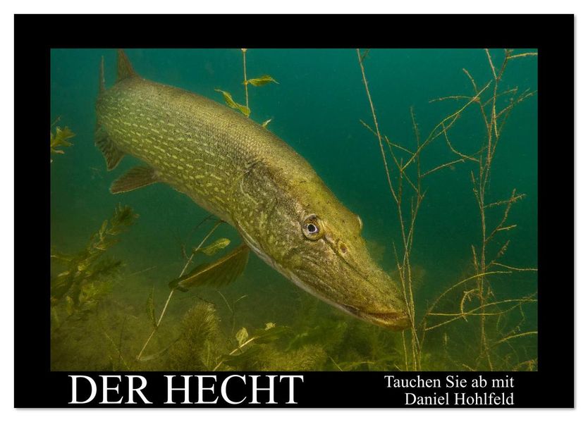 Der Hecht - Tauchen Sie ab mit Daniel Hohlfeld (Tischkalender 2026 DIN A5 quer) CALVENDO Monatskalender