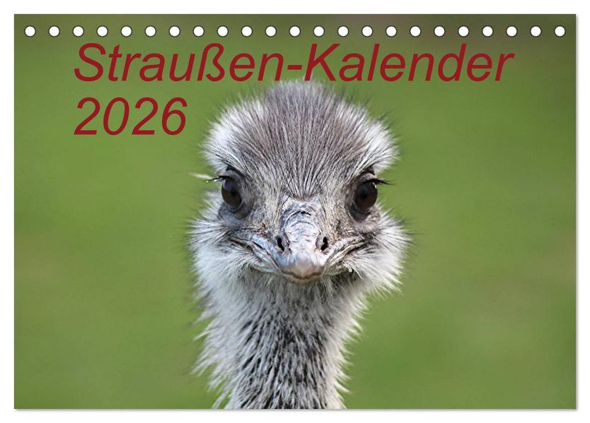 Straußen-Kalender 2026 (Tischkalender 2026 DIN A5 quer) CALVENDO Monatskalender