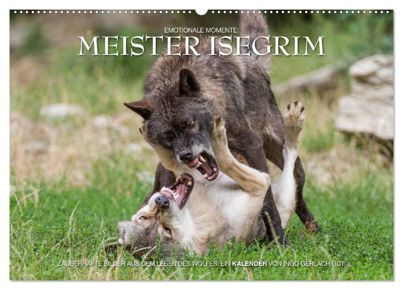 Meister Isegrim (Wandkalender 2026 DIN A2 quer) CALVENDO Monatskalender