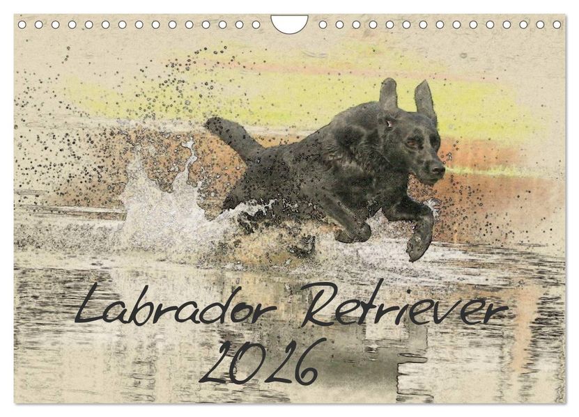 Labrador Retriever 2026 (Wandkalender 2026 DIN A4 quer) CALVENDO Monatskalender