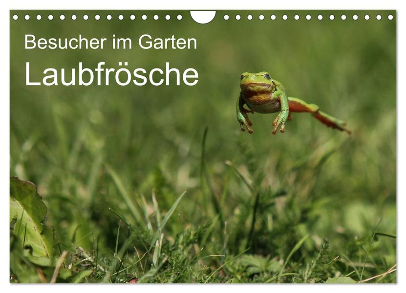 Besucher im Garten - Laubfrösche (Wandkalender 2026 DIN A4 quer) CALVENDO Monatskalender