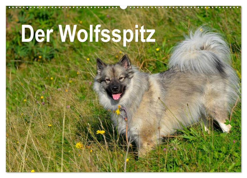 Der Wolfsspitz (Wandkalender 2026 DIN A2 quer) CALVENDO Monatskalender