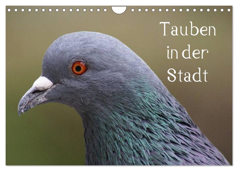 Tauben in der Stadt (Wandkalender 2026 DIN A4 quer) CALVENDO Monatskalender