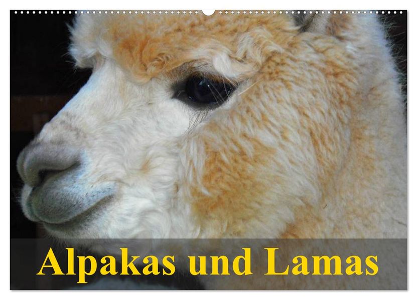 Alpakas und Lamas (Wandkalender 2026 DIN A2 quer) CALVENDO Monatskalender