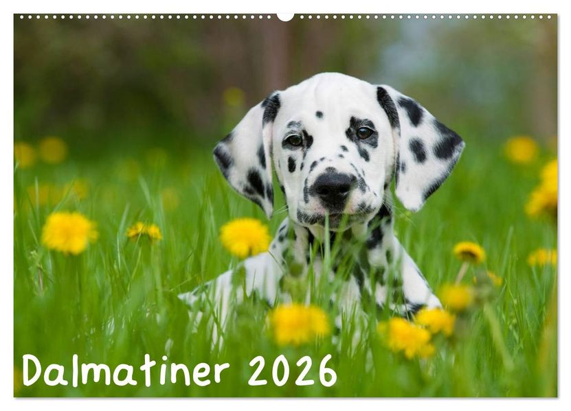 Dalmatiner 2026 (Wandkalender 2026 DIN A2 quer) CALVENDO Monatskalender