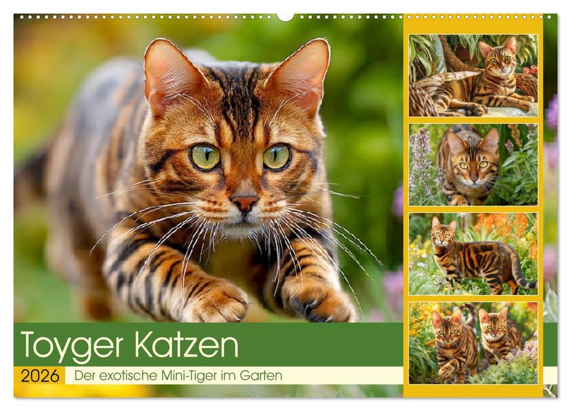 Toyger Katzen. Der exotische Mini-Tiger im Garten (Wandkalender 2026 DIN A2 quer) CALVENDO Monatskalender