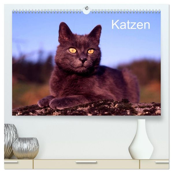 Katzen (hochwertiger Premium Wandkalender 2026 DIN A2 quer) Kunstdruck in Hochglanz