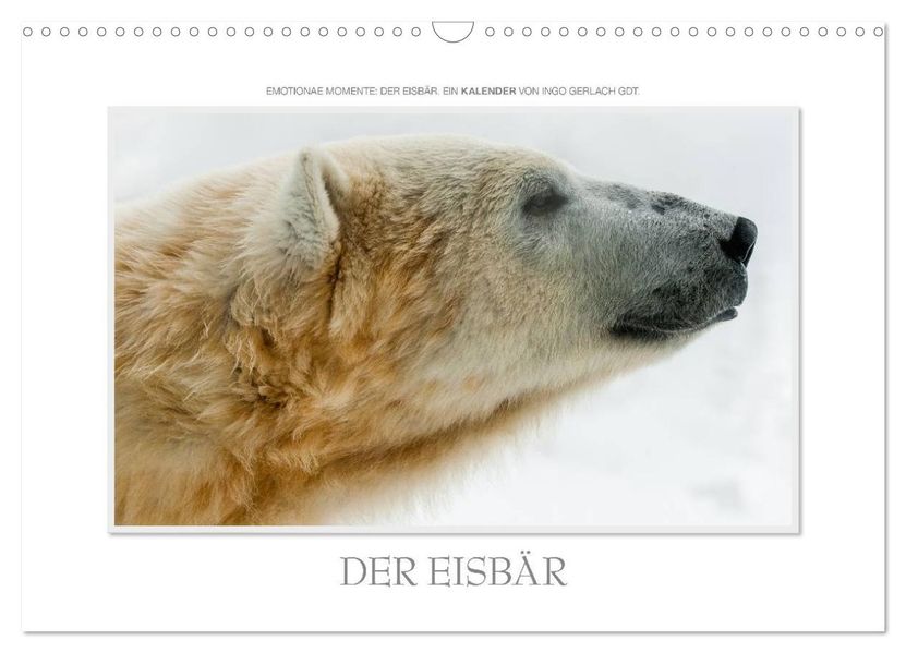 Emotionale Momente: Der Eisbär. (Wandkalender 2026 DIN A3 quer) CALVENDO Monatskalender
