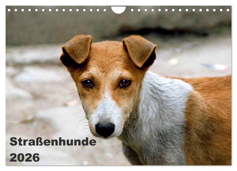 Straßenhunde (Wandkalender 2026 DIN A4 quer) CALVENDO Monatskalender