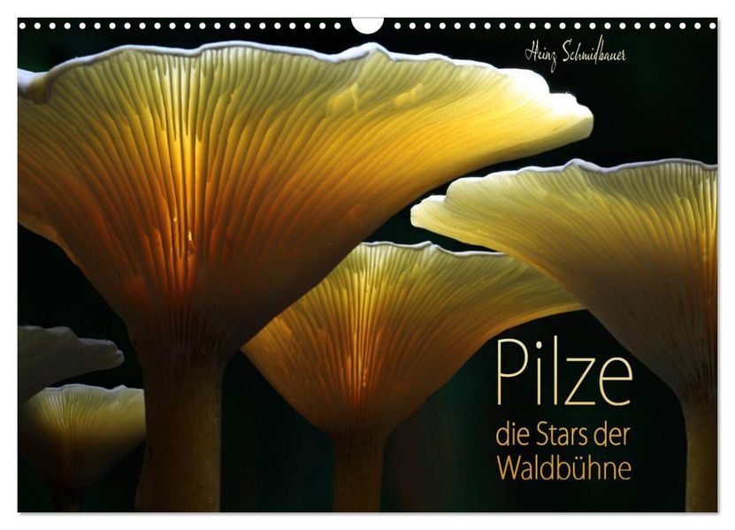 Pilze - die Stars der Waldbühne (Wandkalender 2026 DIN A3 quer) CALVENDO Monatskalender