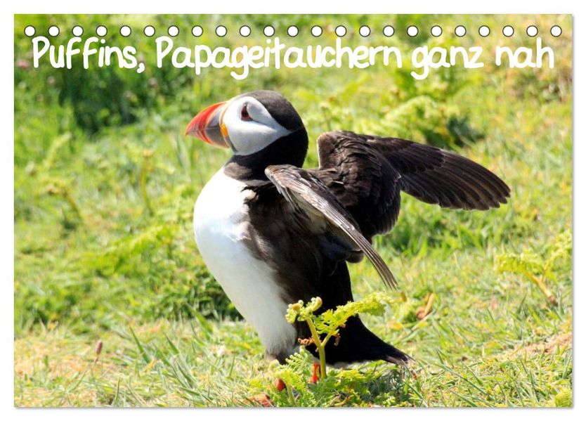 Puffins Papageitauchern ganz nah (Tischkalender 2026 DIN A5 quer) CALVENDO Monatskalender