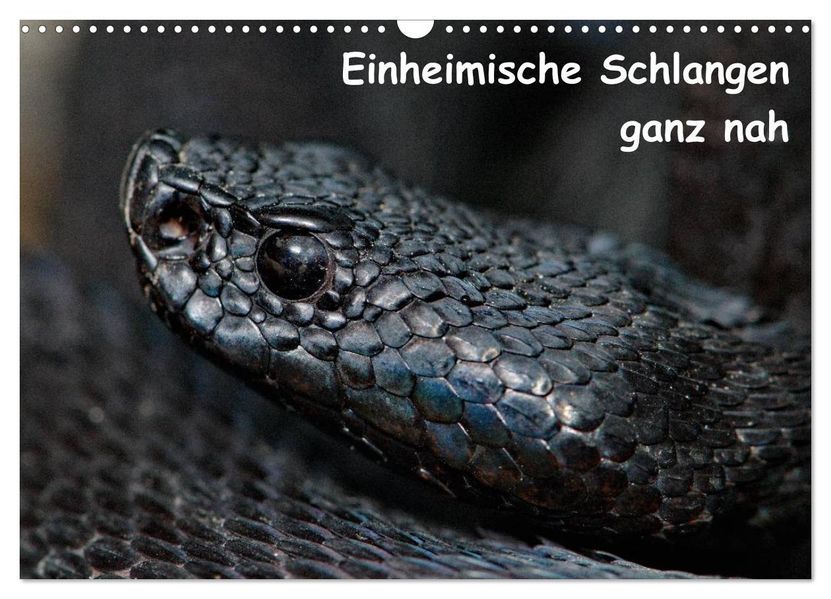 Einheimische Schlangen ganz nah (Wandkalender 2026 DIN A3 quer) CALVENDO Monatskalender