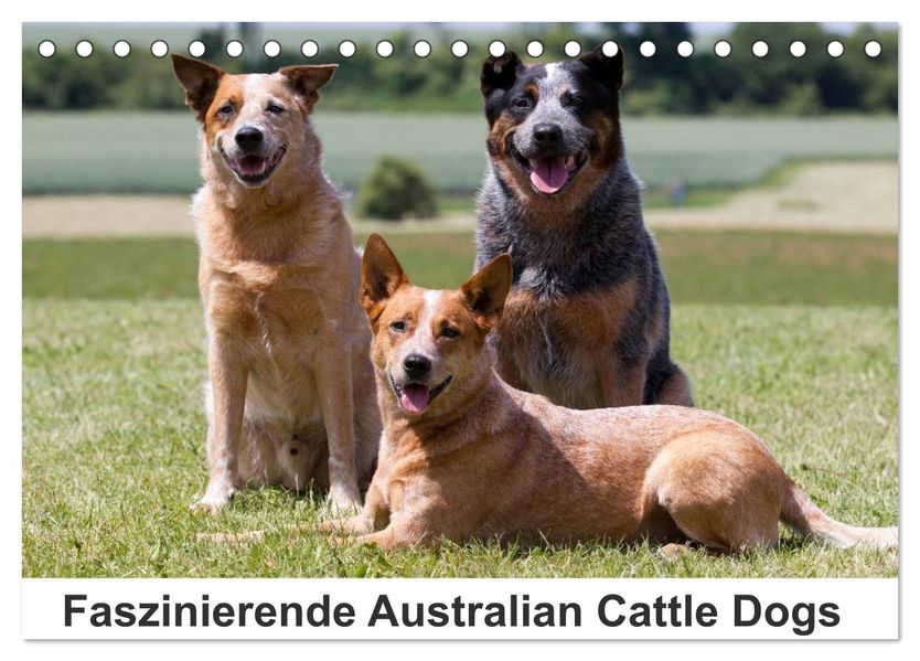 Faszinierende Australian Cattle Dogs (Tischkalender 2026 DIN A5 quer) CALVENDO Monatskalender