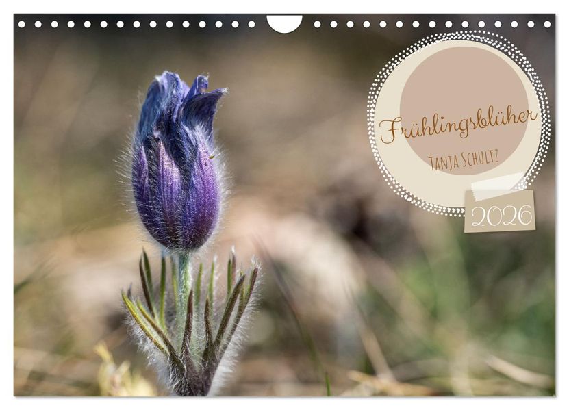 Frühlingsblüher - Farbenpracht nach dem Winter (Wandkalender 2026 DIN A4 quer) CALVENDO Monatskalender