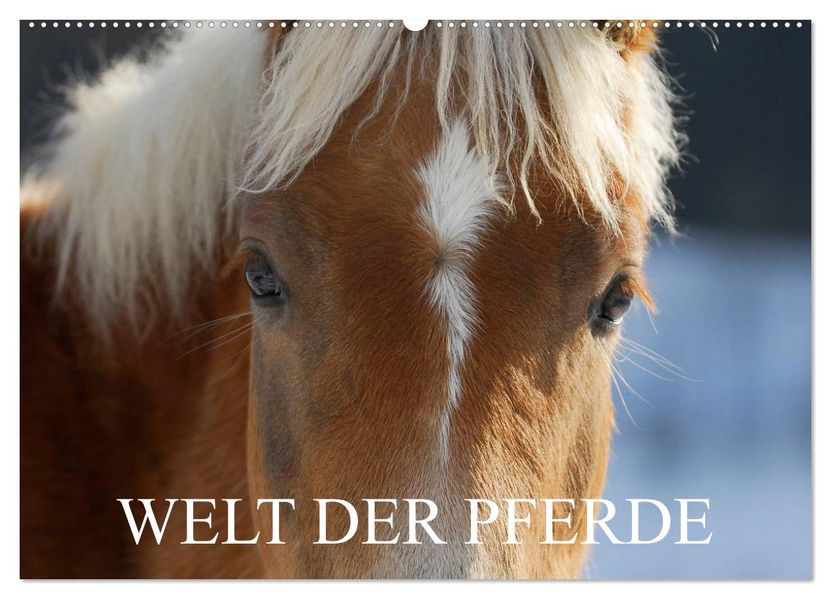 Welt der Pferde (Wandkalender 2026 DIN A2 quer) CALVENDO Monatskalender