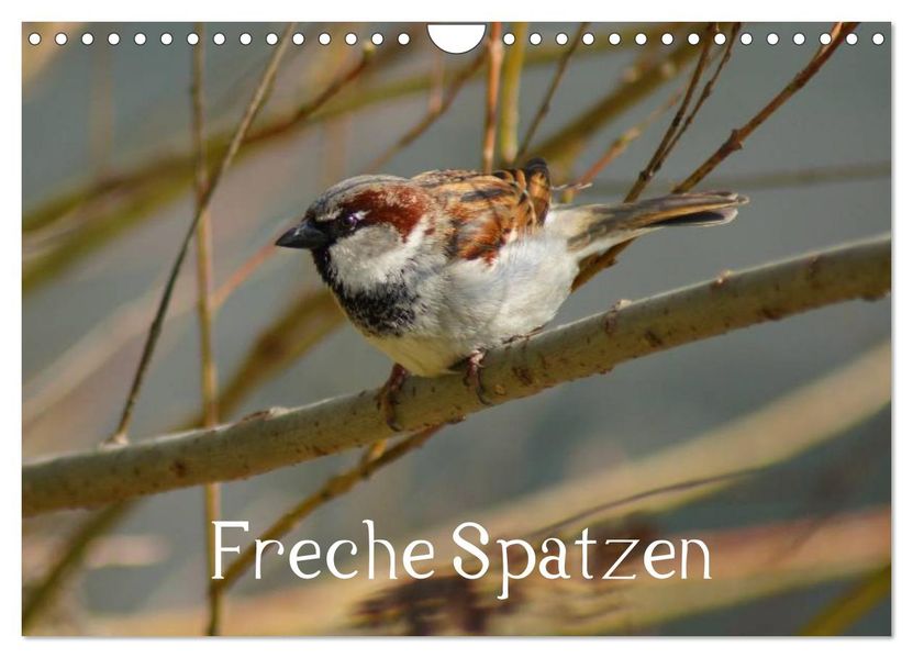 Freche Spatzen (Wandkalender 2026 DIN A4 quer) CALVENDO Monatskalender