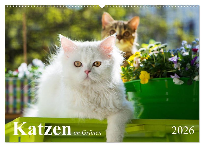 Katzen im Grünen (Wandkalender 2026 DIN A2 quer) CALVENDO Monatskalender