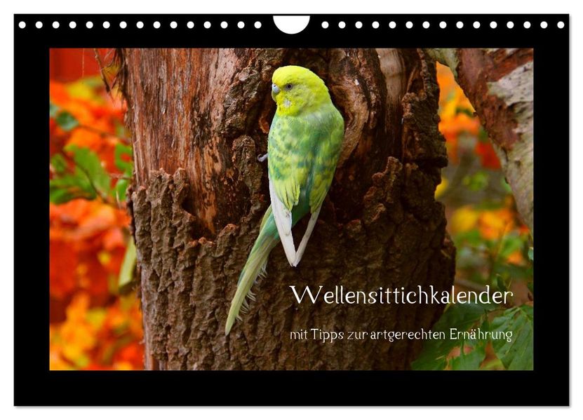 Wellensittichkalender mit Tipps zur artgerechten Ernährung (Wandkalender 2026 DIN A4 quer) CALVENDO Monatskalender