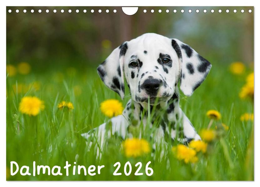 Dalmatiner 2026 (Wandkalender 2026 DIN A4 quer) CALVENDO Monatskalender