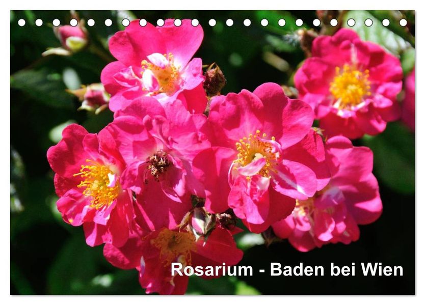 Baden bei Wien - Rosarium (Tischkalender 2026 DIN A5 quer) CALVENDO Monatskalender