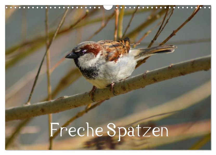 Freche Spatzen (Wandkalender 2026 DIN A3 quer) CALVENDO Monatskalender