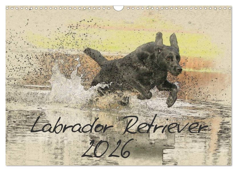 Labrador Retriever 2026 (Wandkalender 2026 DIN A3 quer) CALVENDO Monatskalender