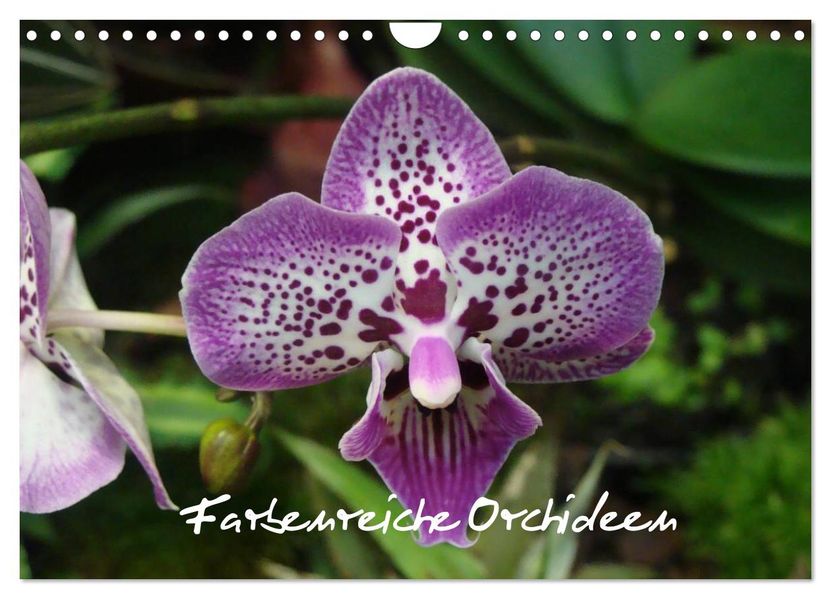 Farbenreiche Orchideen (Wandkalender 2026 DIN A4 quer) CALVENDO Monatskalender