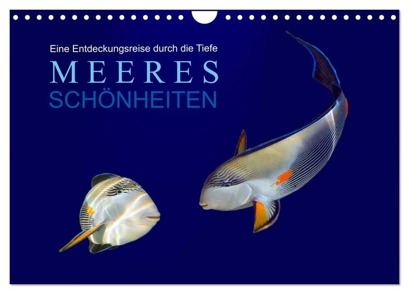 Meeres Schönheiten (Wandkalender 2026 DIN A4 quer) CALVENDO Monatskalender