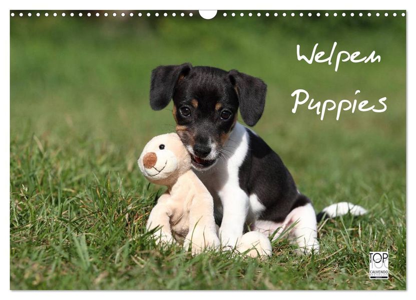 Welpen - Puppies (Wandkalender 2026 DIN A3 quer) CALVENDO Monatskalender
