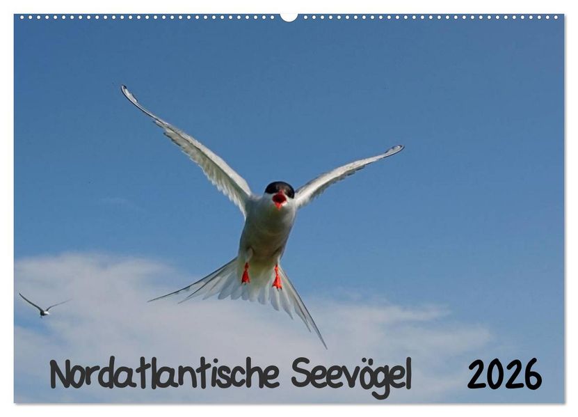 Nordatlantische Seevögel (Wandkalender 2026 DIN A2 quer) CALVENDO Monatskalender