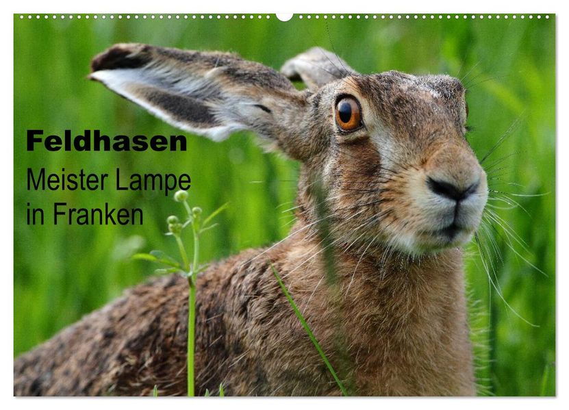 Feldhasen - Meister Lampe in Franken (Wandkalender 2026 DIN A2 quer) CALVENDO Monatskalender