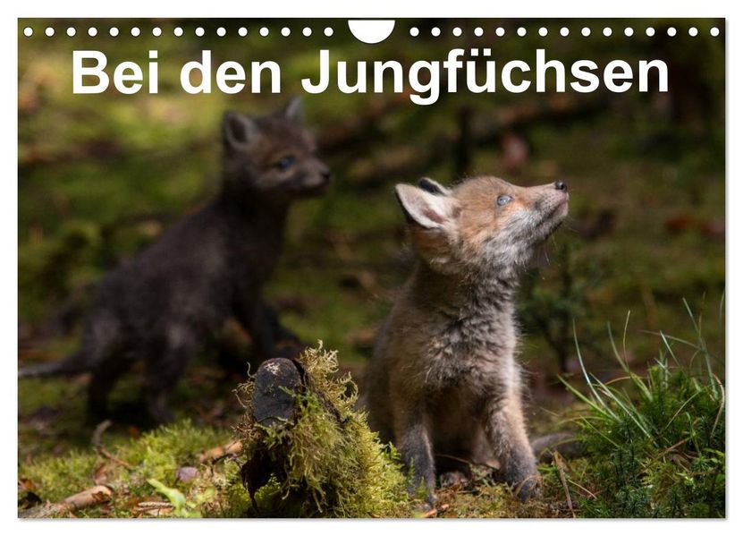 Bei den Jungfüchsen (Wandkalender 2026 DIN A4 quer) CALVENDO Monatskalender