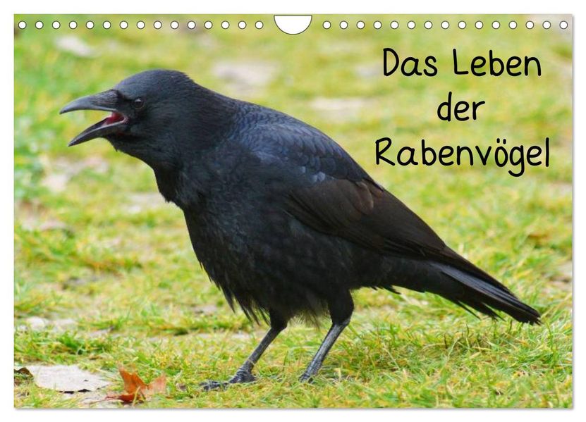 Das Leben der Rabenvögel (Wandkalender 2026 DIN A4 quer) CALVENDO Monatskalender