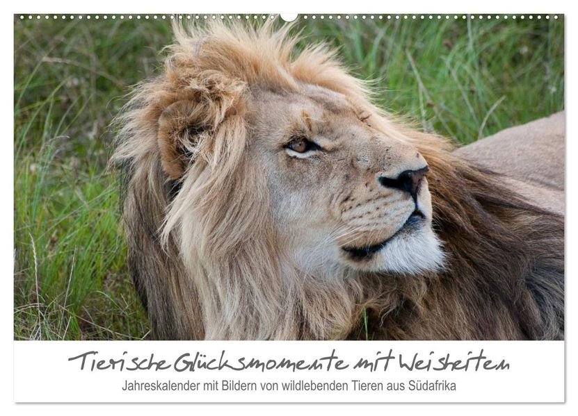 Tierische Glücksmomente mit Weisheiten (Wandkalender 2026 DIN A2 quer) CALVENDO Monatskalender