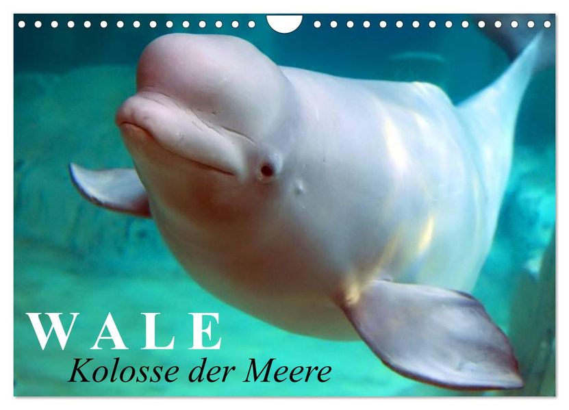Wale - Kolosse der Meere (Wandkalender 2026 DIN A4 quer) CALVENDO Monatskalender