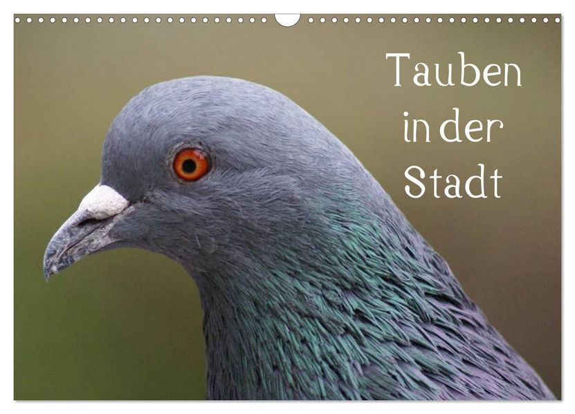Tauben in der Stadt (Wandkalender 2026 DIN A3 quer) CALVENDO Monatskalender