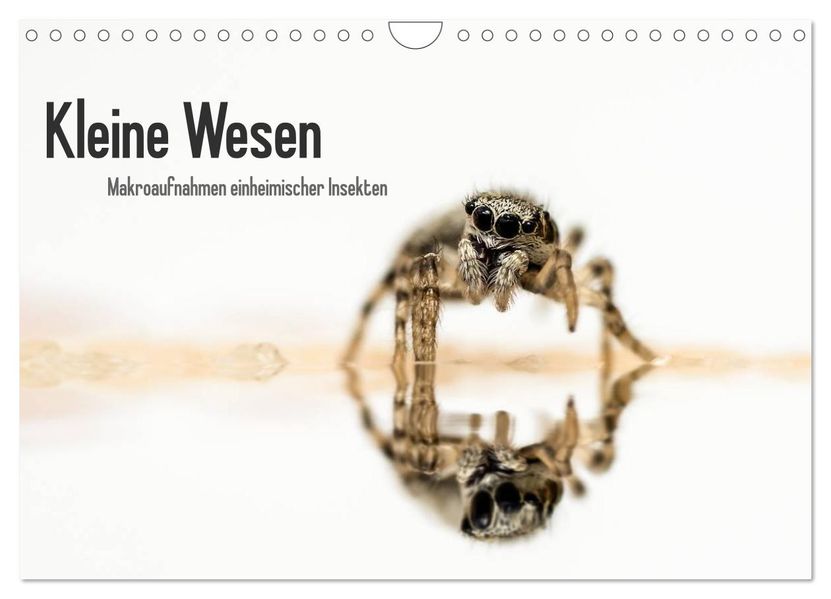 Kleine Wesen - Makroaufnahmen von einheimischen Insekten (Wandkalender 2026 DIN A4 quer) CALVENDO Monatskalender
