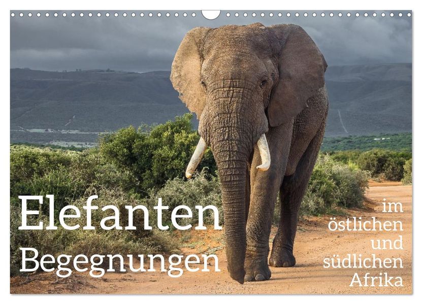 Elefanten Begegnungen im östlichen und südlichen Afrika (Wandkalender 2026 DIN A3 quer) CALVENDO Monatskalender
